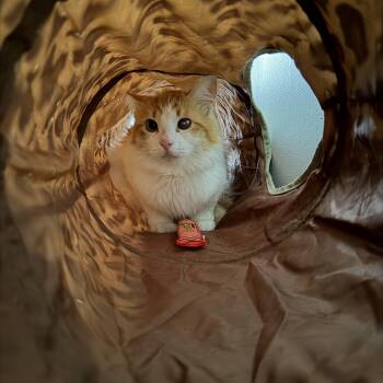 Domestic Short Hair Cats Available for Adoption in Burnaby, British Columbia - Giant | PetCurious
