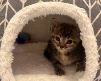 Bunny -  Domestic Short Hair Cat Available for Adoption in Columbia, Missouri - Bunny | PetCurious