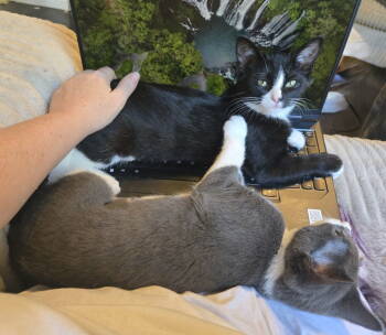 Rescue Domestic Short Hair Cats for Adoption in Denver, Colorado - Pepe | PetCurious