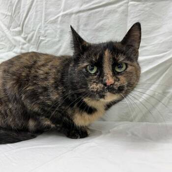 Domestic Short Hair Cats Available for Adoption - Luxa | PetCurious