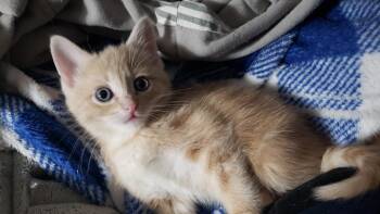 Sam Spade -  Domestic Short Hair Cat for Adoption in Shawnee, Kansas - Sam Spade | PetCurious