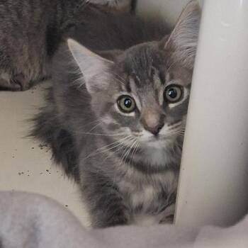 Saguaro -  Domestic Medium Hair Cat for Adoption in Ridgway, Colorado - Saguaro | PetCurious