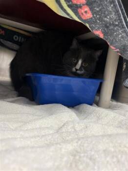 Belly -  Domestic Short Hair Cat for Adoption in Montreal, Quebec - Belly | PetCurious