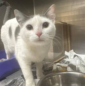 ABIGAIL -  Domestic Short Hair Cat for Adoption in Anchorage, Alaska - ABIGAIL | PetCurious