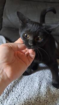 Tulip (26-073 C) -  Domestic Short Hair Cat for Adoption in Lansing, Michigan - Tulip (26-073 C) | PetCurious