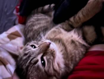 Domestic Short Hair Cats Available for Adoption - Maximus | PetCurious