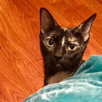 Puffin -  Domestic Short Hair Cat for Adoption in Philadelphia, Pennsylvania - Puffin | PetCurious