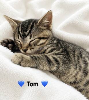 Tom -  Tabby Cat for Adoption in Copley, Ohio - Tom | PetCurious