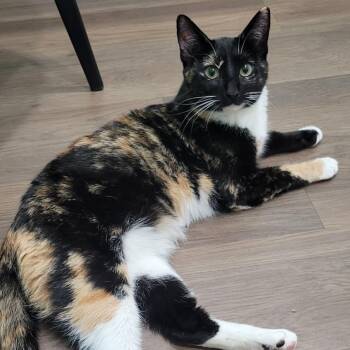 Domestic Short Hair Cats Available for Adoption in Sandy Springs, Georgia - Wolfie | PetCurious