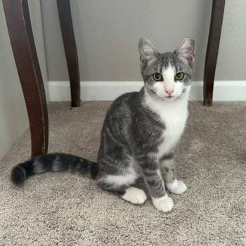 Bitsy -  Domestic Short Hair and Tabby Cat for Adoption in Antioch, California - Bitsy | PetCurious