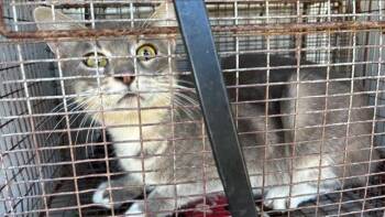 Domestic Short Hair Cats Available for Adoption - A651505 | PetCurious