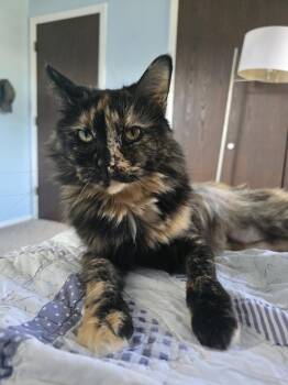 Fancy (26-139 C) -  Domestic Short Hair Cat for Adoption in Lansing, Michigan - Fancy (26-139 C) | PetCurious