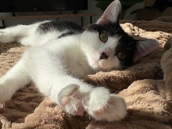 Rescue Domestic Short Hair Cats for Adoption in West Lafayette, Indiana - Solstice | PetCurious