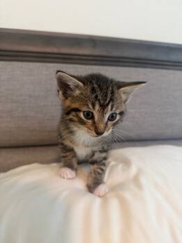 Rescue Domestic Short Hair Cats for Adoption in Boerne, Texas - Not A Good Fit | PetCurious