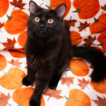 Bayleef -  Domestic Medium Hair Cat for Adoption in Richmond, Virginia - Bayleef | PetCurious