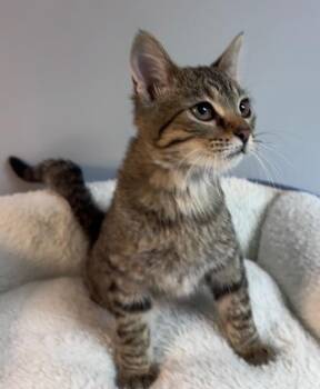 Domestic Short Hair Cats Available for Adoption - Ariel | PetCurious