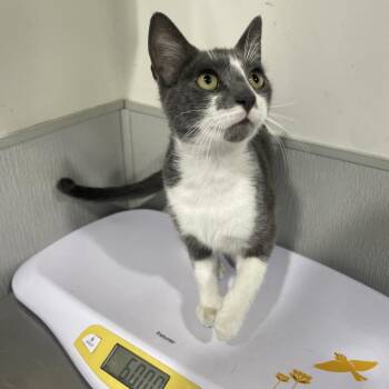 Domestic Short Hair Cats Available for Adoption in Tampa, Florida - Jaime | PetCurious
