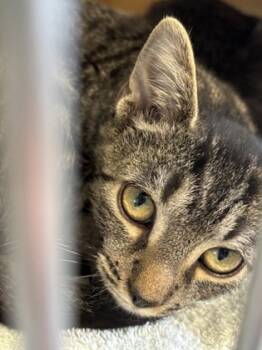 Rescue Domestic Short Hair Cats for Adoption in Batavia, Ohio - Titan | PetCurious
