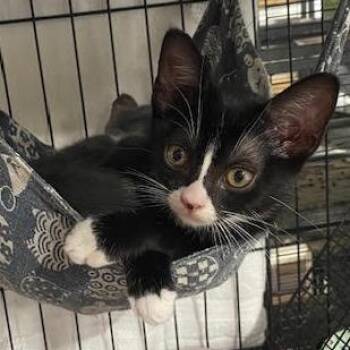 Poppy -  Domestic Short Hair Cat for Adoption in Los Angeles, California - Poppy | PetCurious