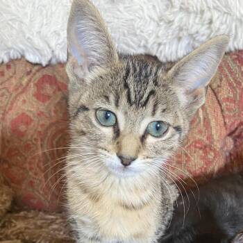 Hermione -  Domestic Short Hair Cat for Adoption in Prosper, Texas - Hermione | PetCurious