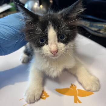 Twisters 26-05-147 -  Domestic Medium Hair Cat for Adoption in Bastrop, Texas - Twisters 26-05-147 | PetCurious