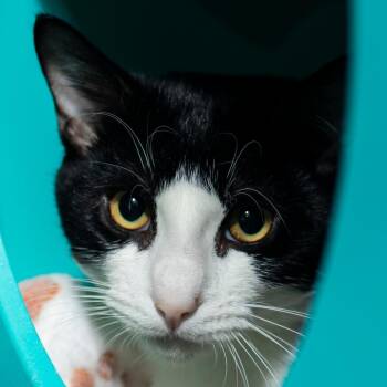 Georgia -  Domestic Short Hair Cat for Adoption in Middletown, Rhode Island - Georgia | PetCurious