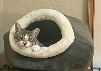 American Shorthair Cats Available for Adoption - Bobby | PetCurious