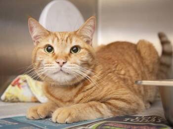 LILY -  Domestic Short Hair Cat for Adoption in Phoenix, Arizona - LILY | PetCurious