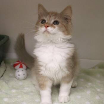 Mary Sanderson -  Domestic Short Hair Cat for Adoption in Champaign, Illinois - Mary Sanderson | PetCurious