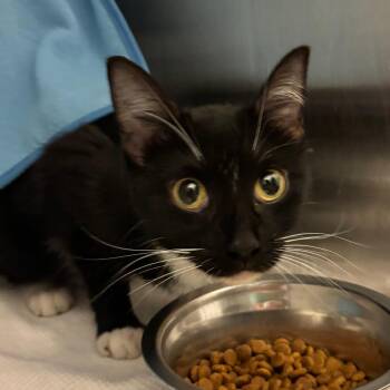 Dublin -  Domestic Short Hair Cat for Adoption in Council Bluffs, Iowa - Dublin | PetCurious