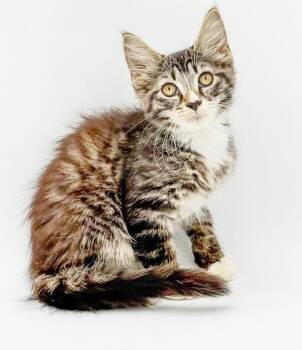 Hank and Harold - double the cuteness and poofy too -  Maine Coon and Tabby Cat for Adoption in Bedford Hills, New York - Hank And Harold - Double The Cuteness And Poofy Too | PetCurious