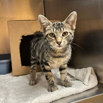 Nessie -  Domestic Short Hair Cat for Adoption in Lindon, Utah - Nessie | PetCurious