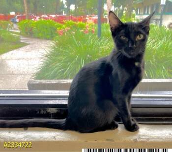 SPARKLES -  Domestic Short Hair Cat for Adoption in West Palm Beach, Florida - SPARKLES | PetCurious