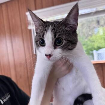 Domestic Short Hair Cats Available for Adoption in Columbiana, Alabama - Brantley | PetCurious