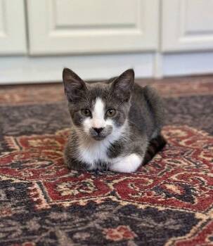 Martini - KITTEN in foster -  Domestic Short Hair Cat for Adoption in Alexandria, Virginia - Martini - KITTEN In Foster | PetCurious