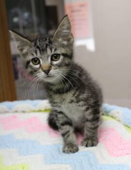 Pym -  Domestic Short Hair Cat for Adoption in Portage, Wisconsin - Pym | PetCurious