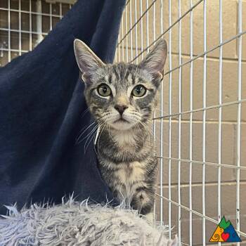 Rescue Domestic Short Hair Cats for Adoption in Douglas, Wyoming - Chickadee | PetCurious