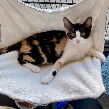 Rescue Domestic Short Hair Cats for Adoption in Chino Hills, California - Desdemona (C000-529) - Costa Mesa Location | PetCurious