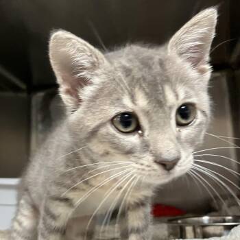 Lucy -  Domestic Short Hair Cat for Adoption in Lakeland, Florida - Lucy | PetCurious