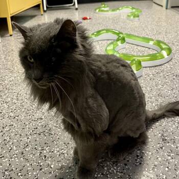Domestic Medium Hair Cats Available for Adoption - Graysee | PetCurious