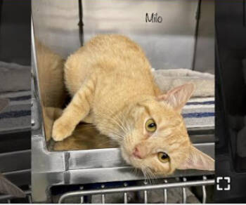 Rescue Domestic Short Hair Cats for Adoption in Herndon, Virginia - Milo | PetCurious