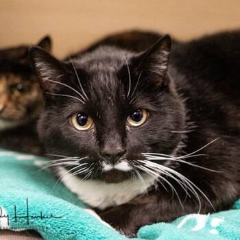 Domestic Short Hair Cats Available for Adoption - 8 Ball | PetCurious