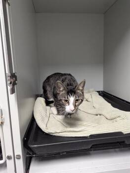 Rescue Domestic Short Hair Cats for Adoption in Brunswick, Georgia - ROGER | PetCurious