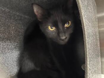 Domestic Short Hair Cats Available for Adoption in Colorado Springs, Colorado - BLAISE | PetCurious