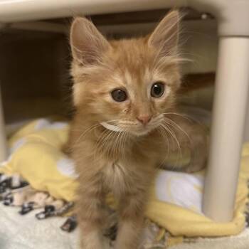 Habanero -  Domestic Long Hair Cat Available for Adoption in Walnut Creek, California - Habanero | PetCurious