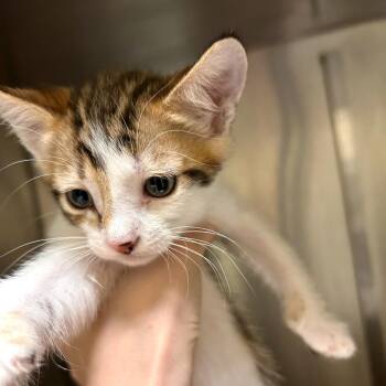 Deanna -  Domestic Short Hair Cat for Adoption in Woodinville, Washington - Deanna | PetCurious