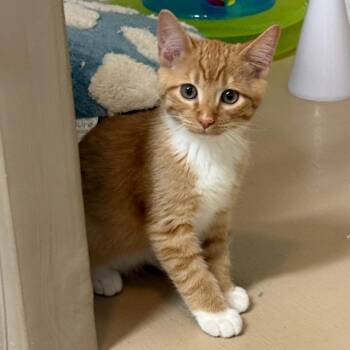 Casper -  Domestic Short Hair Cat for Adoption in Yucaipa, California - Casper | PetCurious