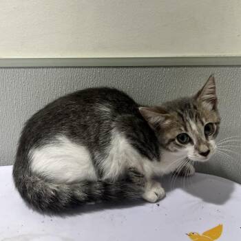 Waffer -  Domestic Short Hair Cat for Adoption in Tampa, Florida - Waffer | PetCurious
