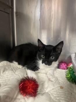 Popstar -  Domestic Short Hair Cat for Adoption in Houston, Texas - Popstar | PetCurious