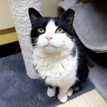 Domestic Short Hair Cats Available for Adoption - Lil Boo Thang | PetCurious